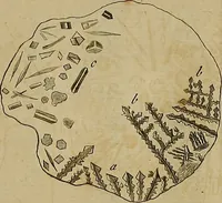 An illustration from Employment for the microscope : in two parts (1764)