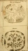 Picture 39 of 60 from Employment for the microscope : in two parts (1764), leaf 224