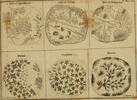 An illustration from Employment for the microscope : in two parts (1764)