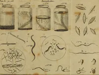 An illustration from Employment for the microscope : in two parts (1764)