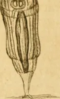 Picture 44 of 60 from Employment for the microscope : in two parts (1764), leaf 326