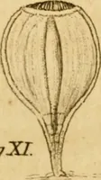 An illustration from Employment for the microscope : in two parts (1764)
