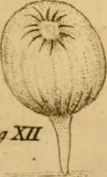 An illustration from Employment for the microscope : in two parts (1764)
