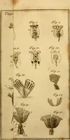 An illustration from Employment for the microscope : in two parts (1764)
