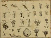 An illustration from Employment for the microscope : in two parts (1764)
