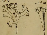 An illustration from Employment for the microscope : in two parts (1764)
