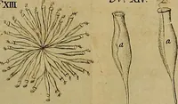 An illustration from Employment for the microscope : in two parts (1764)