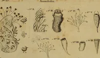 An illustration from Employment for the microscope : in two parts (1764)