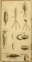 An illustration from Employment for the microscope : in two parts (1764)