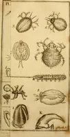 An illustration from Employment for the microscope : in two parts (1764)
