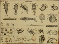 An illustration from Employment for the microscope : in two parts (1764)