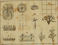 An illustration from Employment for the microscope : in two parts (1764)