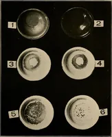 An illustration from Enamels (1918)