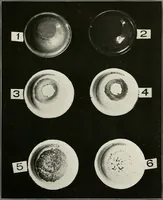 An illustration from Enamels (1918)