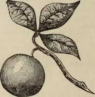 Picture 58 of 62 from An encyclopaedia of freemasonry and its kindred sciences : comprising the whole range of arts, sciences and literature as connected with the institution (1887), leaf 1055