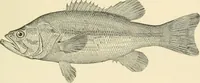 Picture 50 of 290 from The encyclopaedia of sport (1897), leaf 101