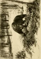 Picture 51 of 290 from The encyclopaedia of sport (1897), leaf 106