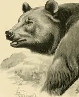 Picture 54 of 290 from The encyclopaedia of sport (1897), leaf 112