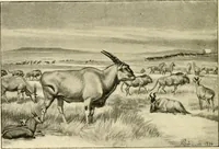 Picture 55 of 290 from The encyclopaedia of sport (1897), leaf 114