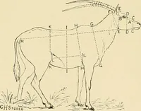 Picture 56 of 290 from The encyclopaedia of sport (1897), leaf 120