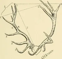 Picture 57 of 290 from The encyclopaedia of sport (1897), leaf 121