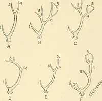Picture 58 of 290 from The encyclopaedia of sport (1897), leaf 121