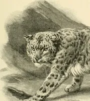 Picture 59 of 290 from The encyclopaedia of sport (1897), leaf 123