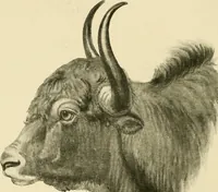 Picture 63 of 290 from The encyclopaedia of sport (1897), leaf 136