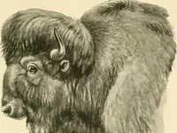 Picture 64 of 290 from The encyclopaedia of sport (1897), leaf 139