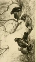 Picture 65 of 290 from The encyclopaedia of sport (1897), leaf 142