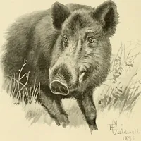 Picture 66 of 290 from The encyclopaedia of sport (1897), leaf 146