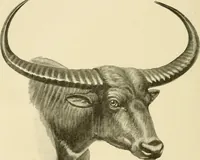 Picture 82 of 290 from The encyclopaedia of sport (1897), leaf 174