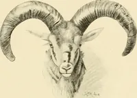 Picture 87 of 290 from The encyclopaedia of sport (1897), leaf 183