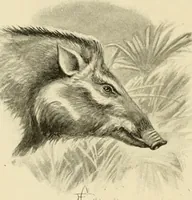 Picture 88 of 290 from The encyclopaedia of sport (1897), leaf 184