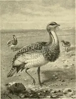 Picture 89 of 290 from The encyclopaedia of sport (1897), leaf 185