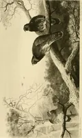 Picture 99 of 290 from The encyclopaedia of sport (1897), leaf 206