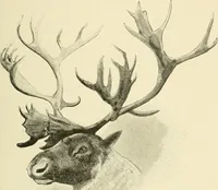 Picture 100 of 290 from The encyclopaedia of sport (1897), leaf 209