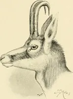 Picture 101 of 290 from The encyclopaedia of sport (1897), leaf 211