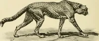 Picture 102 of 290 from The encyclopaedia of sport (1897), leaf 216
