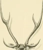 Picture 103 of 290 from The encyclopaedia of sport (1897), leaf 217