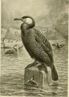 Picture 108 of 290 from The encyclopaedia of sport (1897), leaf 226