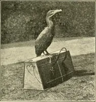 Picture 109 of 290 from The encyclopaedia of sport (1897), leaf 227