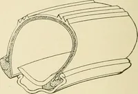Picture 150 of 290 from The encyclopaedia of sport (1897), leaf 316