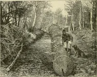 Picture 157 of 290 from The encyclopaedia of sport (1897), leaf 332