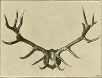 Picture 159 of 290 from The encyclopaedia of sport (1897), leaf 342