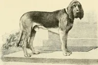 Picture 161 of 290 from The encyclopaedia of sport (1897), leaf 349