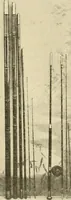 Picture 10 of 290 from The encyclopaedia of sport (1897), leaf 35