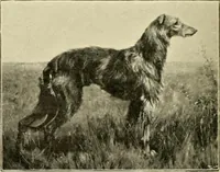 Picture 162 of 290 from The encyclopaedia of sport (1897), leaf 350