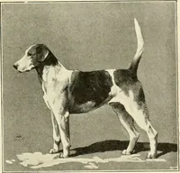 Picture 163 of 290 from The encyclopaedia of sport (1897), leaf 351