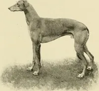 Picture 164 of 290 from The encyclopaedia of sport (1897), leaf 352